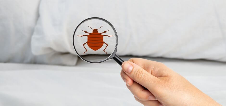 How to Prevent Bed Bug Bites While Sleeping? - You Should Know!